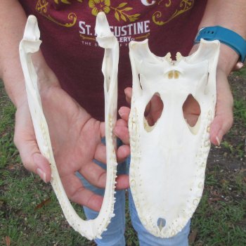  Real 9-1/2 inch Florida Alligator Skull