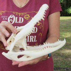 Real 10-1/2 inch A-...