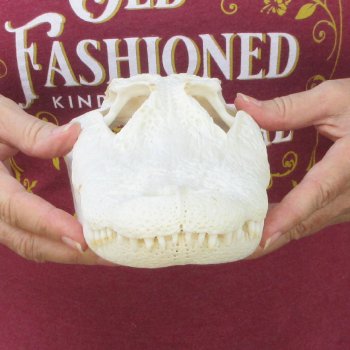  Real 10-1/2 inch A-Grade Florida Alligator Skull