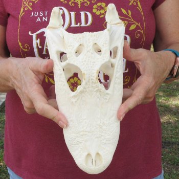  Real 10-1/2 inch A-Grade Florida Alligator Skull