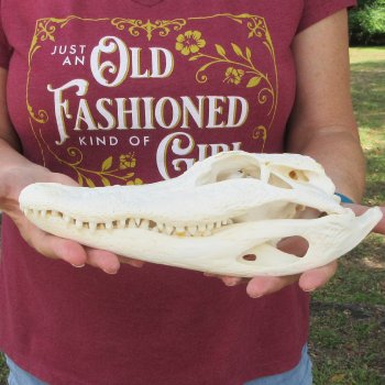  Real 10-1/2 inch A-Grade Florida Alligator Skull