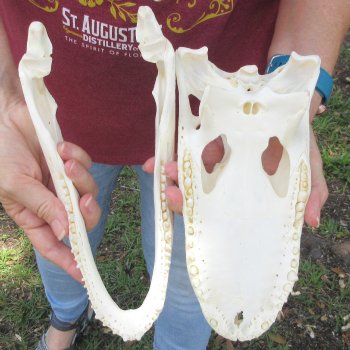  Real 10-1/2 inch A-Grade Florida Alligator Skull