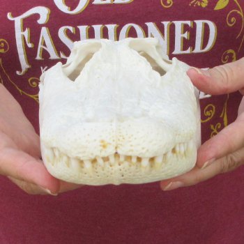 Real 11 inch Florida Alligator Skull