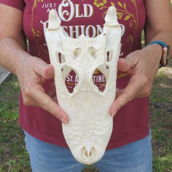  Real 11 inch Florida Alligator Skull
