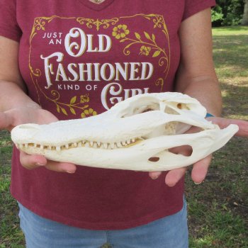 Real 11 inch Florida Alligator Skull