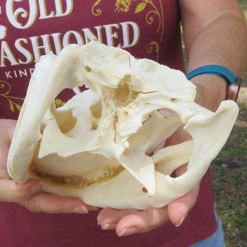  Real 11 inch Florida Alligator Skull