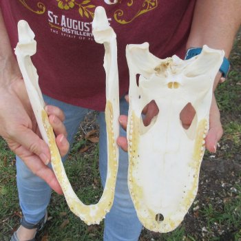  Real 11 inch Florida Alligator Skull