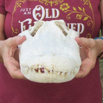  Real 15-1/2" B-Grade Florida Alligator Skull