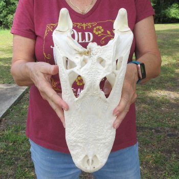  Real 15-1/2" B-Grade Florida Alligator Skull