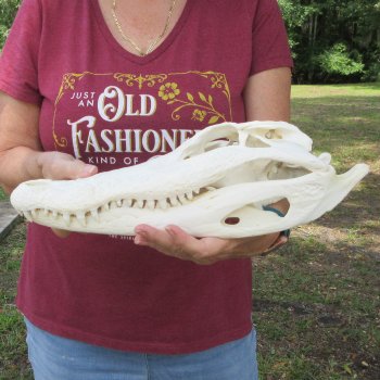  Real 15-1/2" B-Grade Florida Alligator Skull