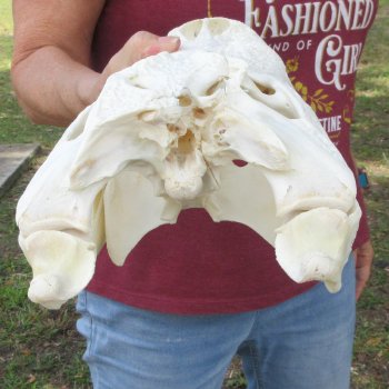  Real 15-1/2" B-Grade Florida Alligator Skull