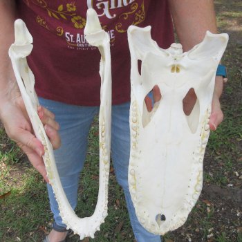  Real 15-1/2" B-Grade Florida Alligator Skull