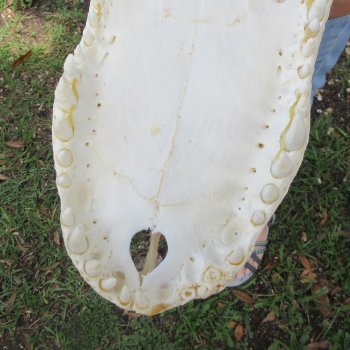  Real 15-1/2" B-Grade Florida Alligator Skull