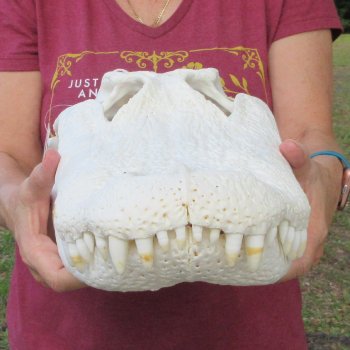  Real 19-1/2 inch A-Grade Florida Alligator Skull