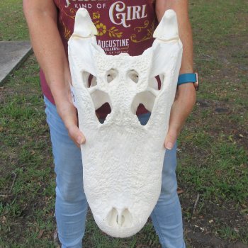  Real 19-1/2 inch A-Grade Florida Alligator Skull