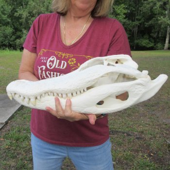  Real 19-1/2 inch A-Grade Florida Alligator Skull