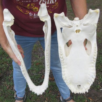  Real 19-1/2 inch A-Grade Florida Alligator Skull