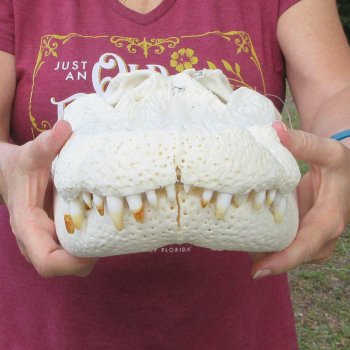  Real 18-1/2 inch Florida Alligator Skull