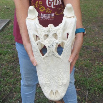  Real 18-1/2 inch Florida Alligator Skull