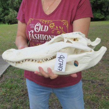  Real 18-1/2 inch Florida Alligator Skull