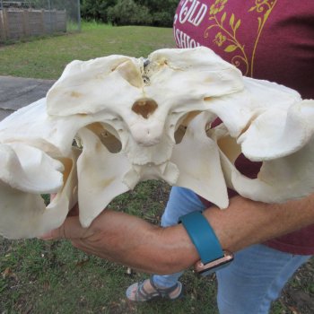  Real 18-1/2 inch Florida Alligator Skull