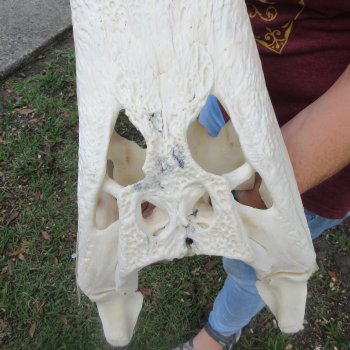  Real 18-1/2 inch Florida Alligator Skull