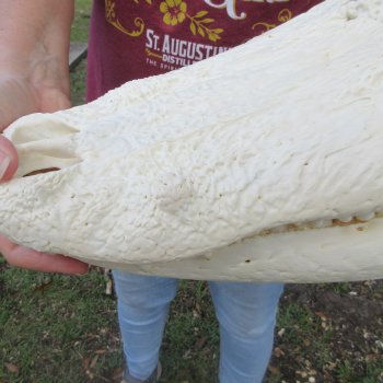  Real 18-1/2 inch Florida Alligator Skull