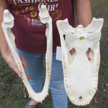  Real 18-1/2 inch Florida Alligator Skull