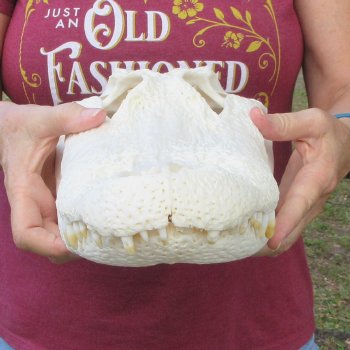  Real 16-1/2" B-Grade Florida Alligator Skull