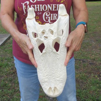  Real 16-1/2" B-Grade Florida Alligator Skull