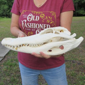  Real 16-1/2" B-Grade Florida Alligator Skull