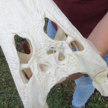  Real 16-1/2" B-Grade Florida Alligator Skull