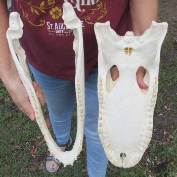  Real 16-1/2" B-Grade Florida Alligator Skull