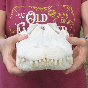  Real 15-1/2 inch Florida Alligator Skull
