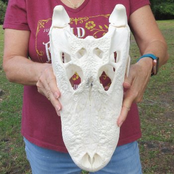  Real 15-1/2 inch Florida Alligator Skull