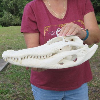  Real 15-1/2 inch Florida Alligator Skull