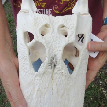  Real 15-1/2 inch Florida Alligator Skull