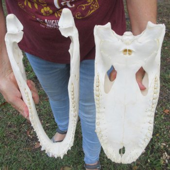  Real 15-1/2 inch Florida Alligator Skull