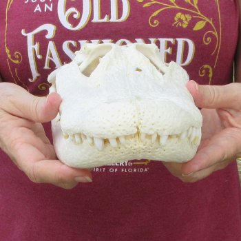  Real 13-1/2" B-Grade Florida Alligator Skull