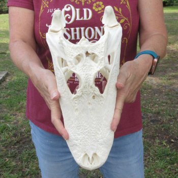  Real 13-1/2" B-Grade Florida Alligator Skull