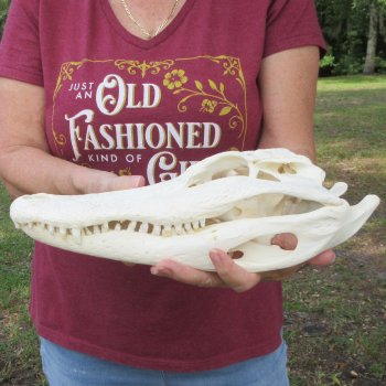 Real 13-1/2" B-Grade Florida Alligator Skull