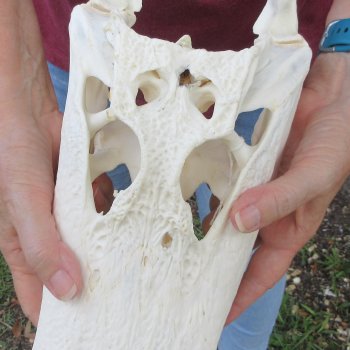  Real 13-1/2" B-Grade Florida Alligator Skull