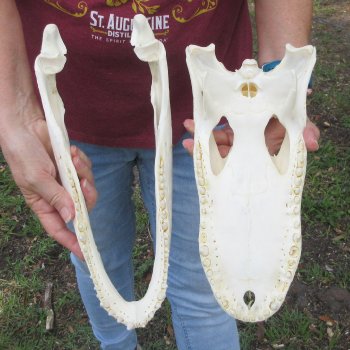  Real 13-1/2" B-Grade Florida Alligator Skull