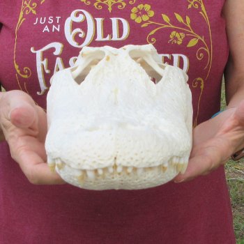  Real 14-1/4 inch Florida Alligator Skull