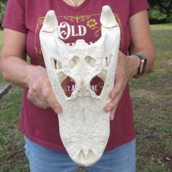  Real 14-1/4 inch Florida Alligator Skull