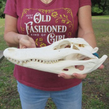  Real 14-1/4 inch Florida Alligator Skull