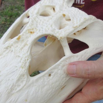  Real 14-1/4 inch Florida Alligator Skull