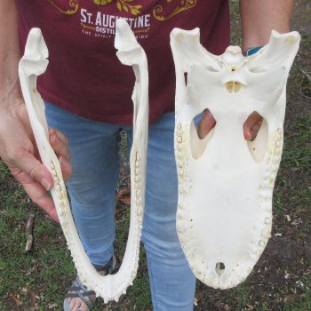  Real 14-1/4 inch Florida Alligator Skull