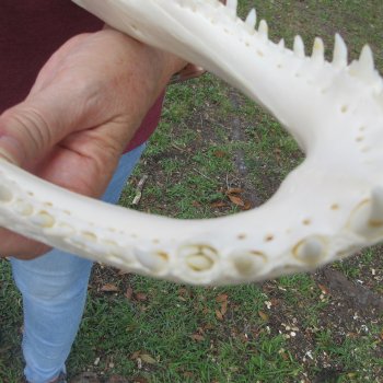  Real 14-1/4 inch Florida Alligator Skull