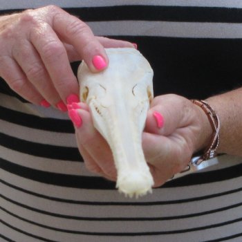 A-Grade 14" Longnose Gar Skull 